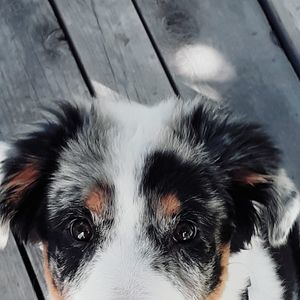 Meet your Posher, Charles